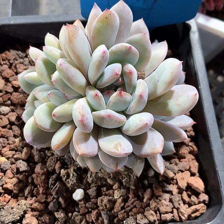 多肉植物星影584