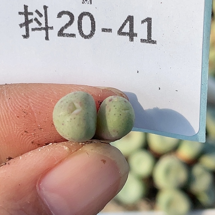 A****20-41肉锥多肉植物