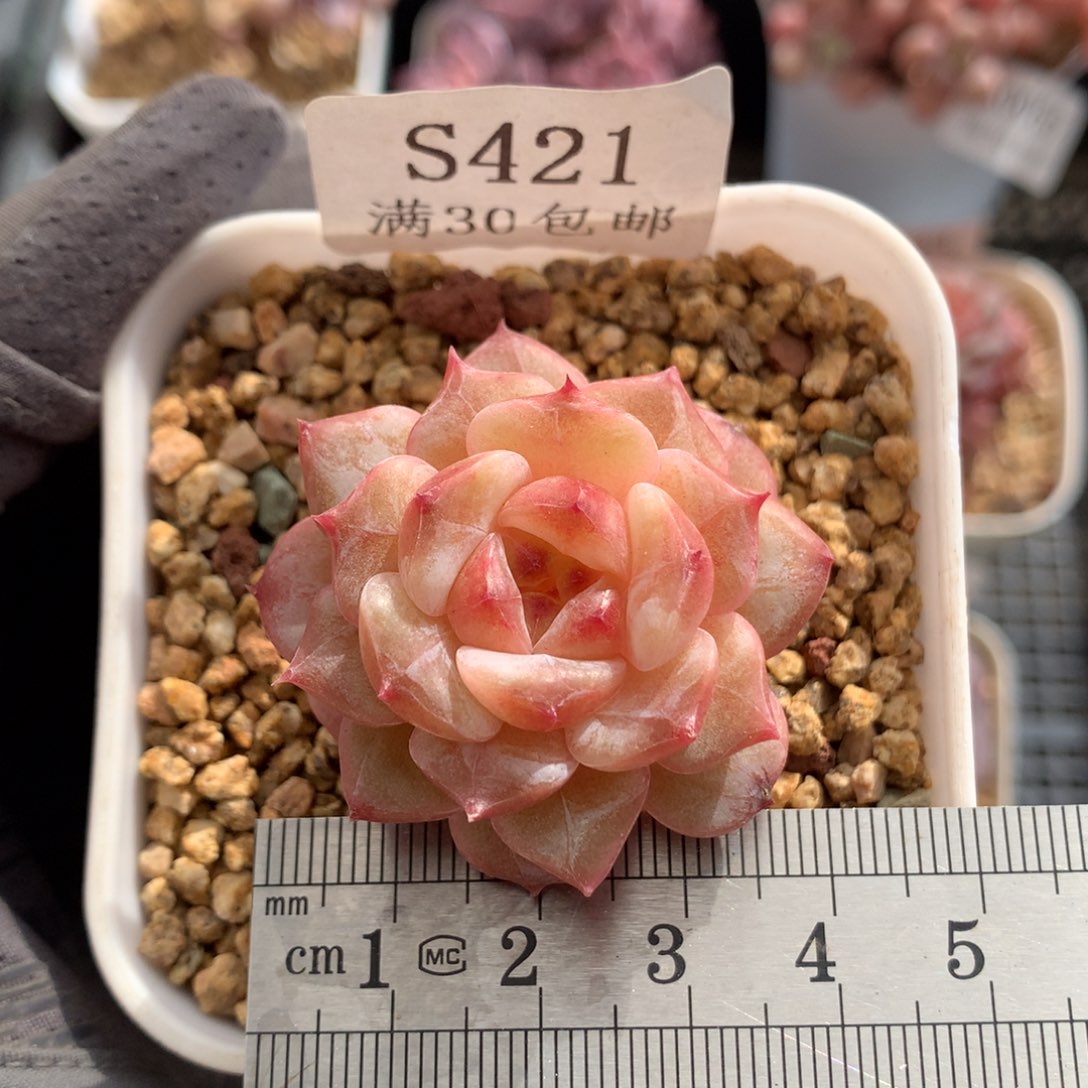 421。透体冰糖雪梨。粗腿