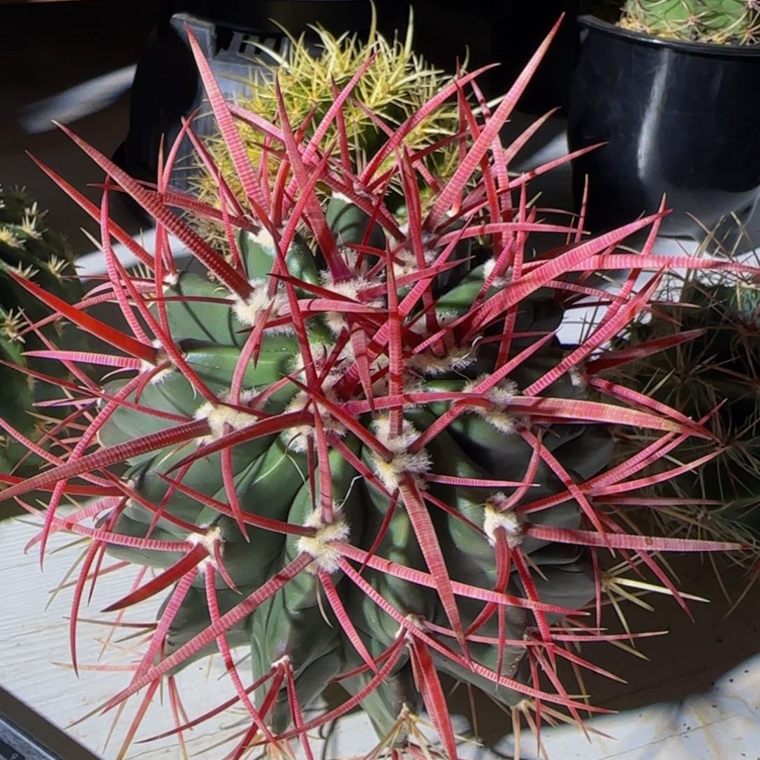 墨西哥狂刺红琥大福利