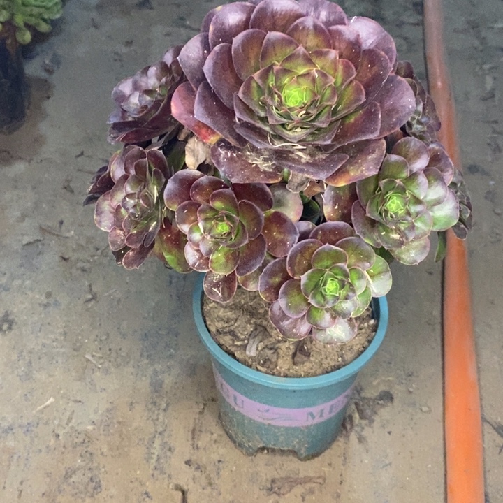 魅金玫瑰23多肉植物法师法师