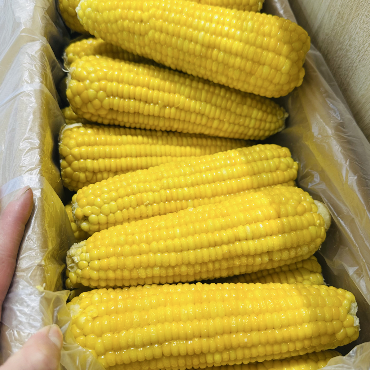【新鲜】香甜糯玉米10元4根黄糯玉米