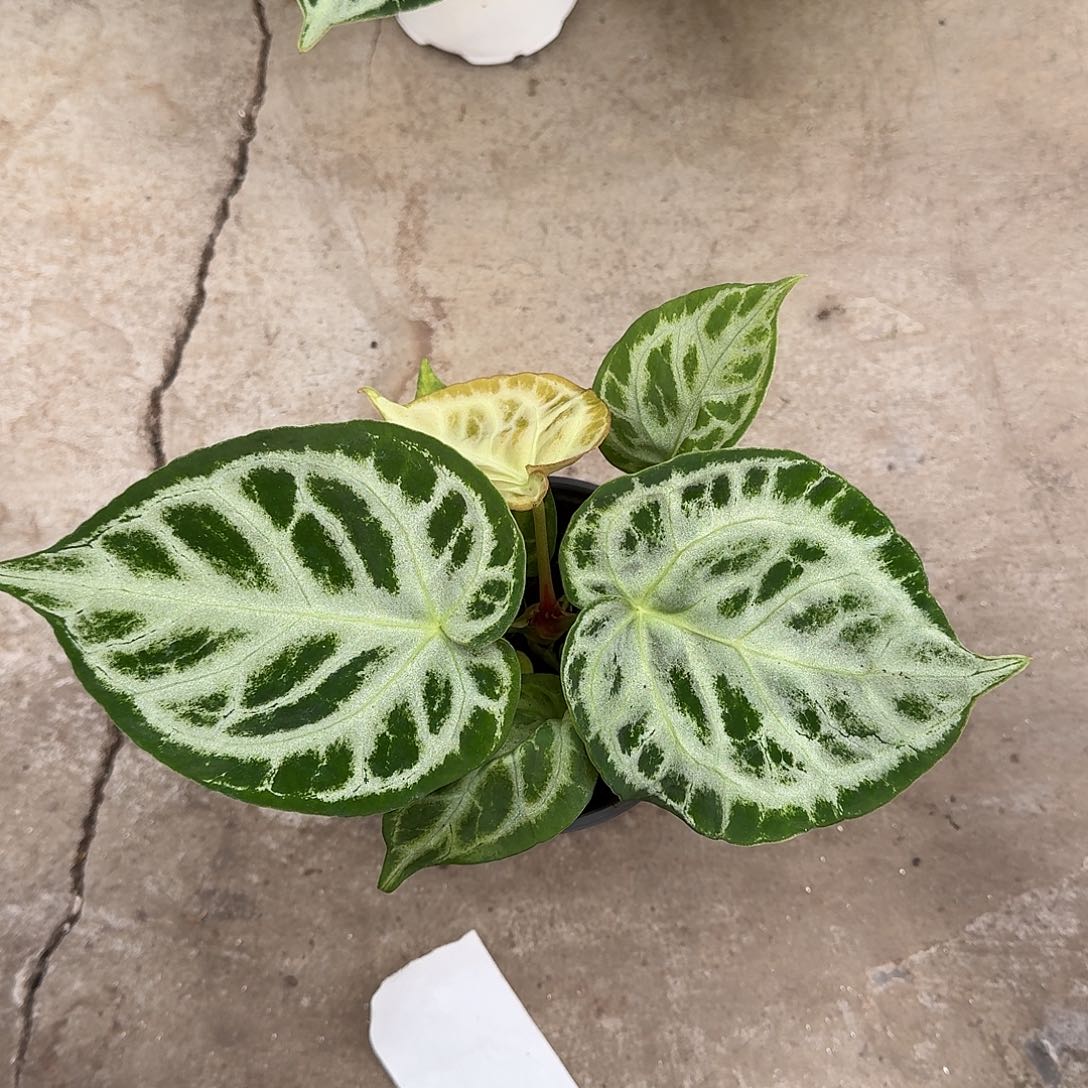 完全开放一物一拍N95