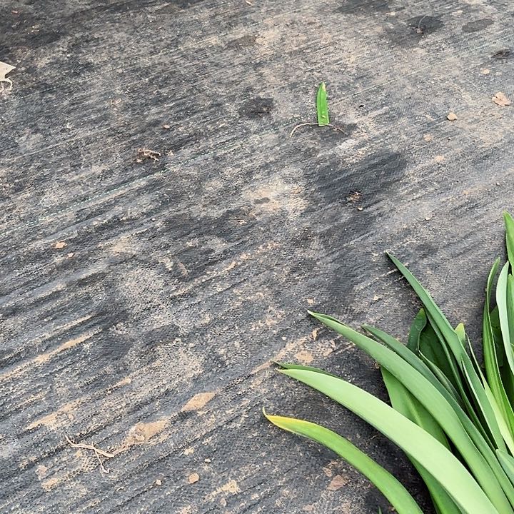 无花朵轻*杂交四颗开花不售后