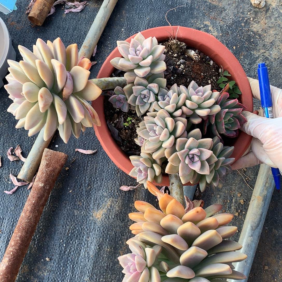 淡雪多肉一物一拍