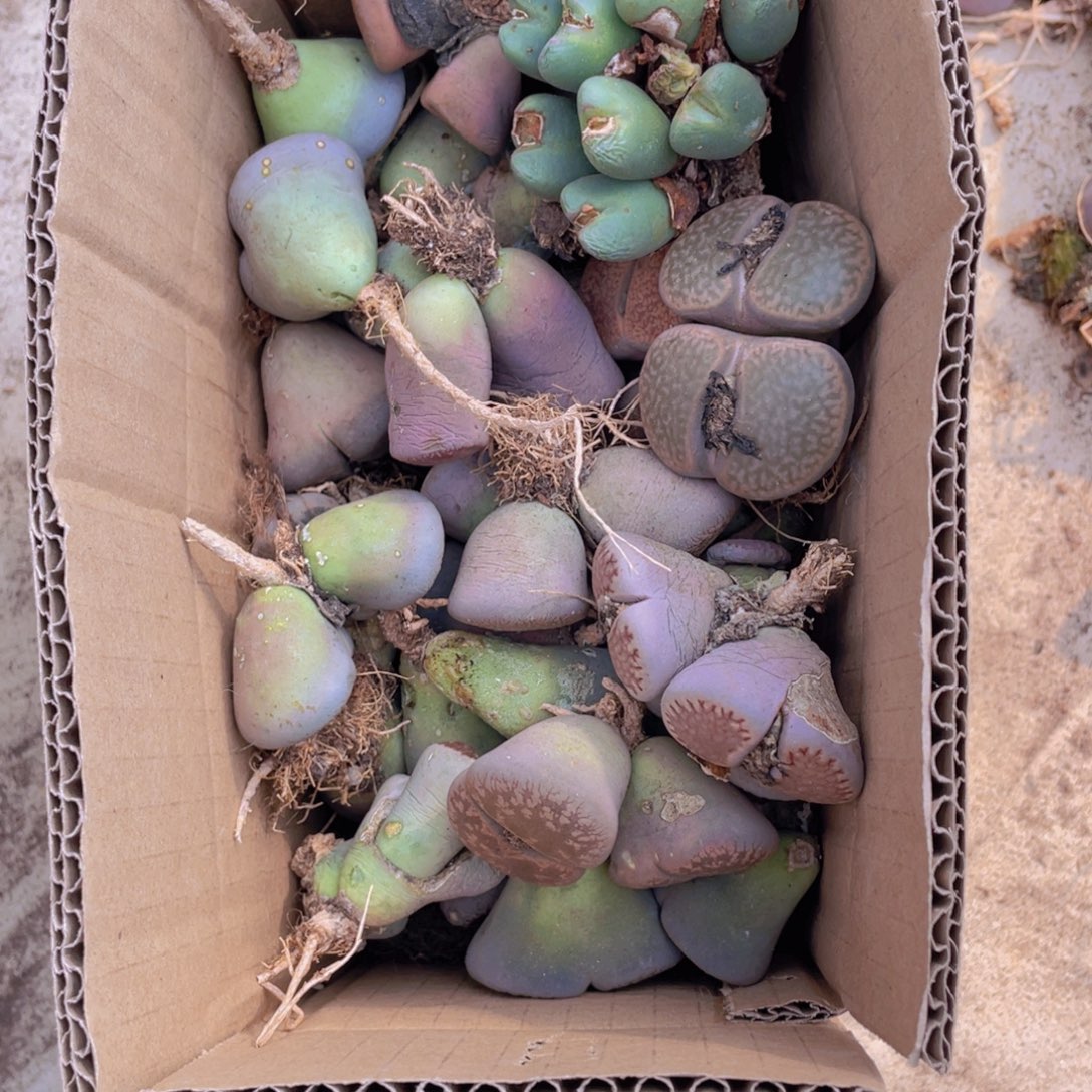 一箱母本8888888888