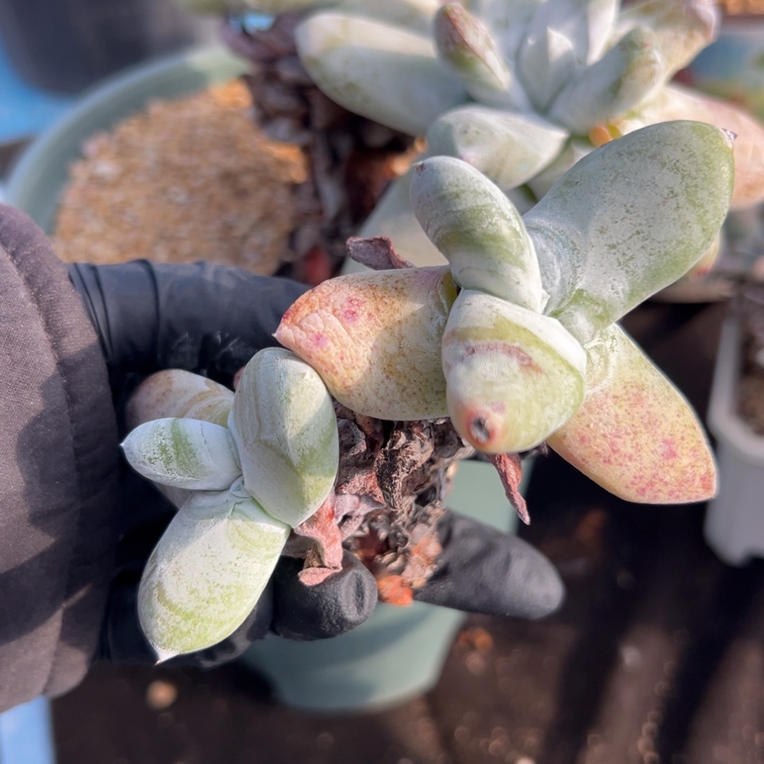 索***h谢谢宝～一物一拍1176