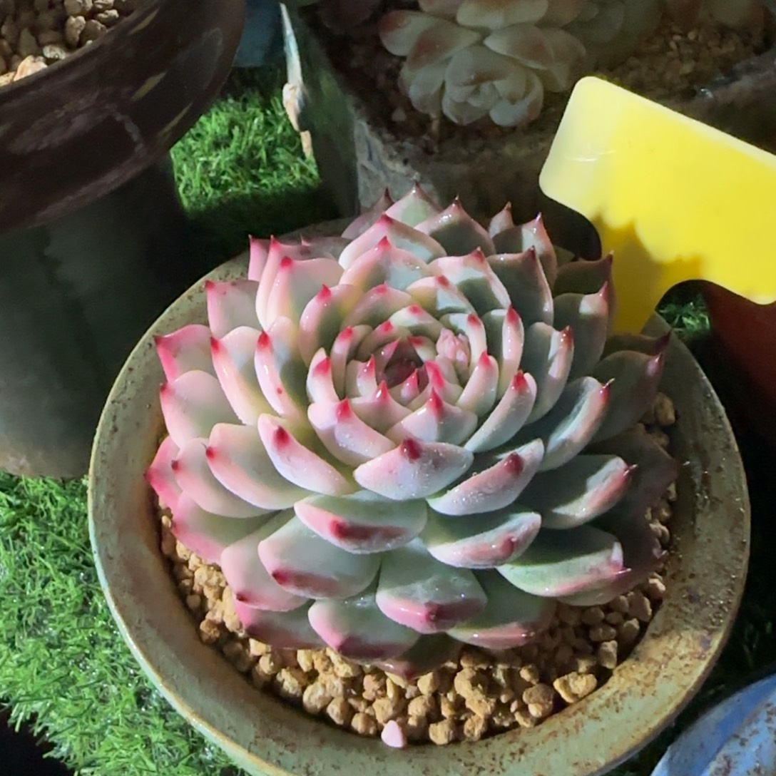 骑***姨多肉植物及娃娃简单头