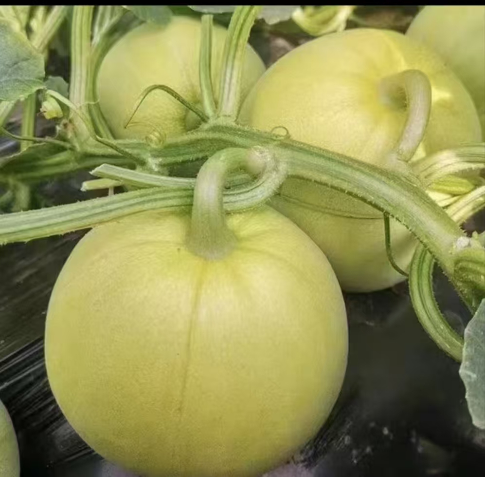 湖南茶陵本地香瓜灰瓜新鲜采摘（顺丰包邮）