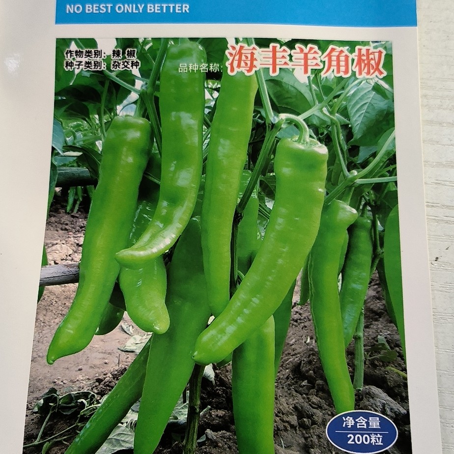 海丰羊角椒辣椒种子