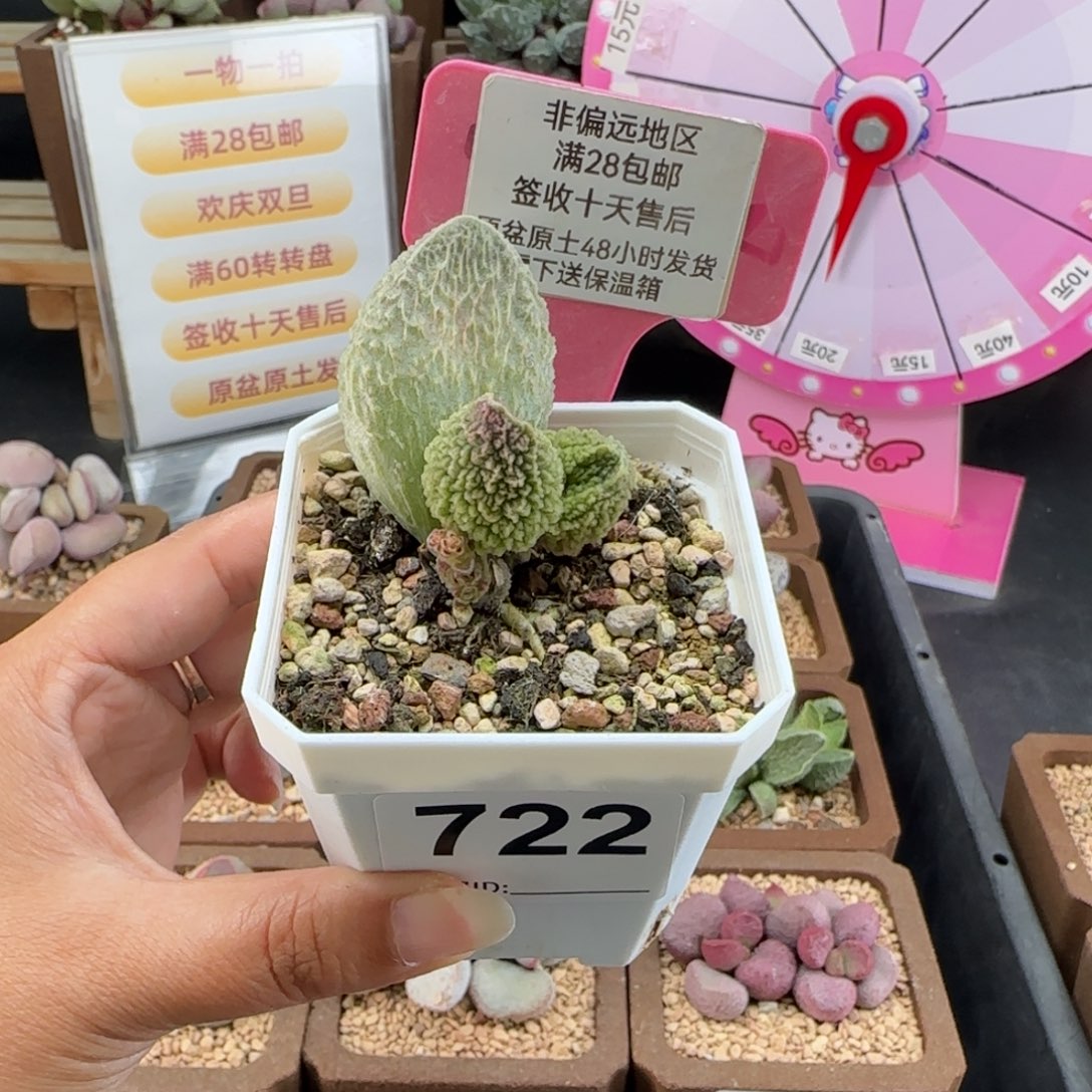 722胖五多肉的植物