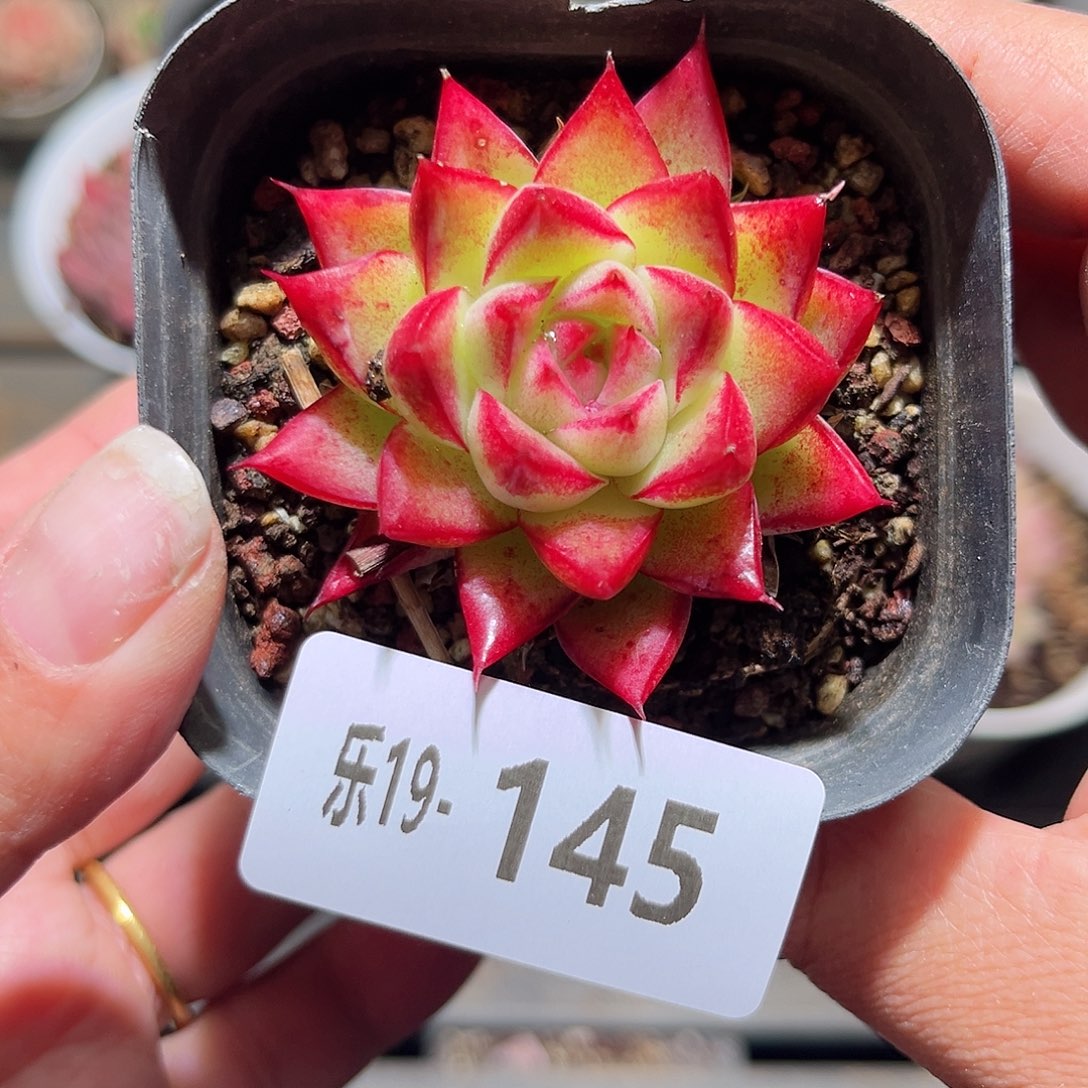 木乐19-145梦幻女王