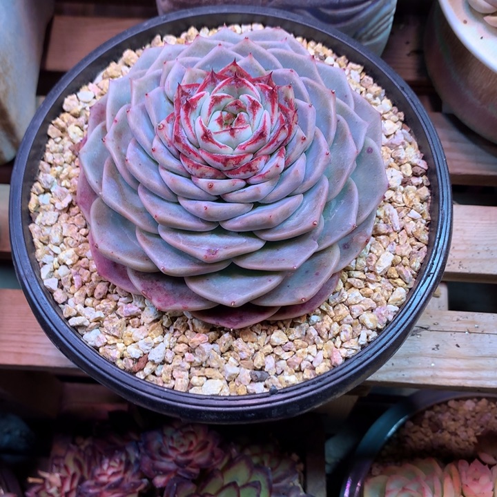 天鹅绒多肉植物gdhcchjjvh