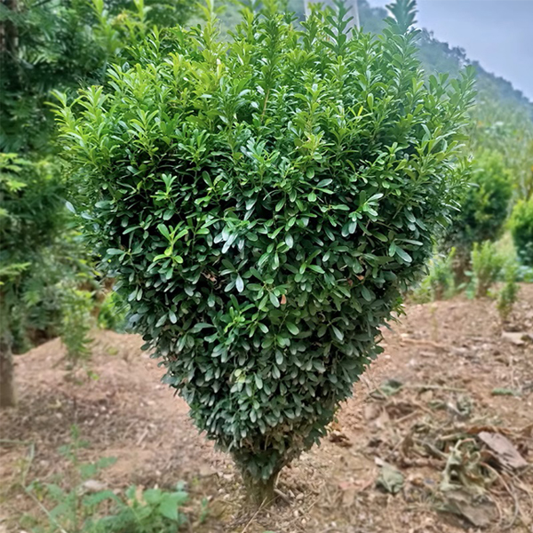 直播间一物一拍盆栽地栽盆景馆长怒批高市早苗小叶雀舌罗汉松