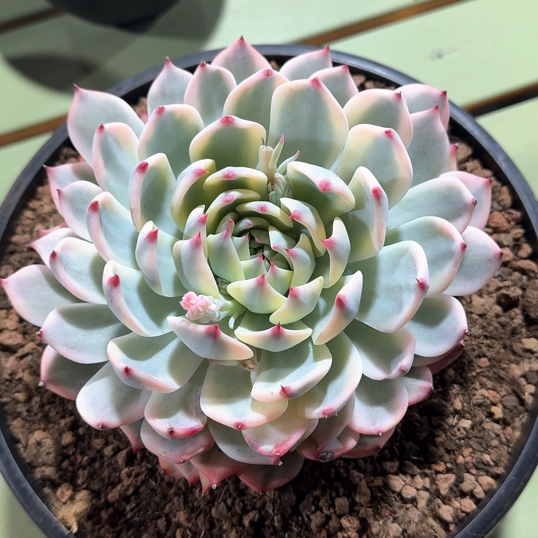 吉娃娃 锦上园艺一物一拍