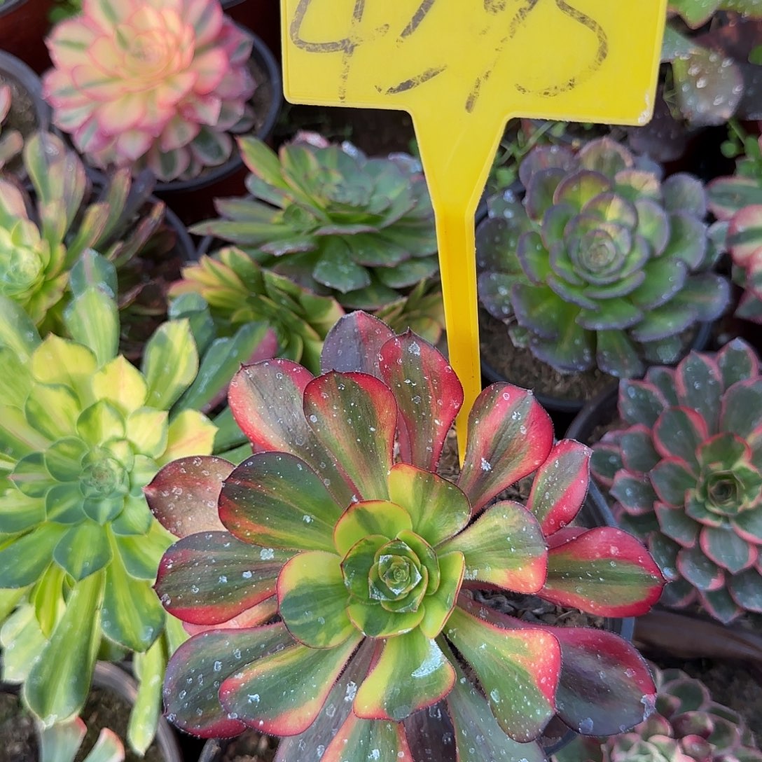 4295--无毒七彩多头多肉