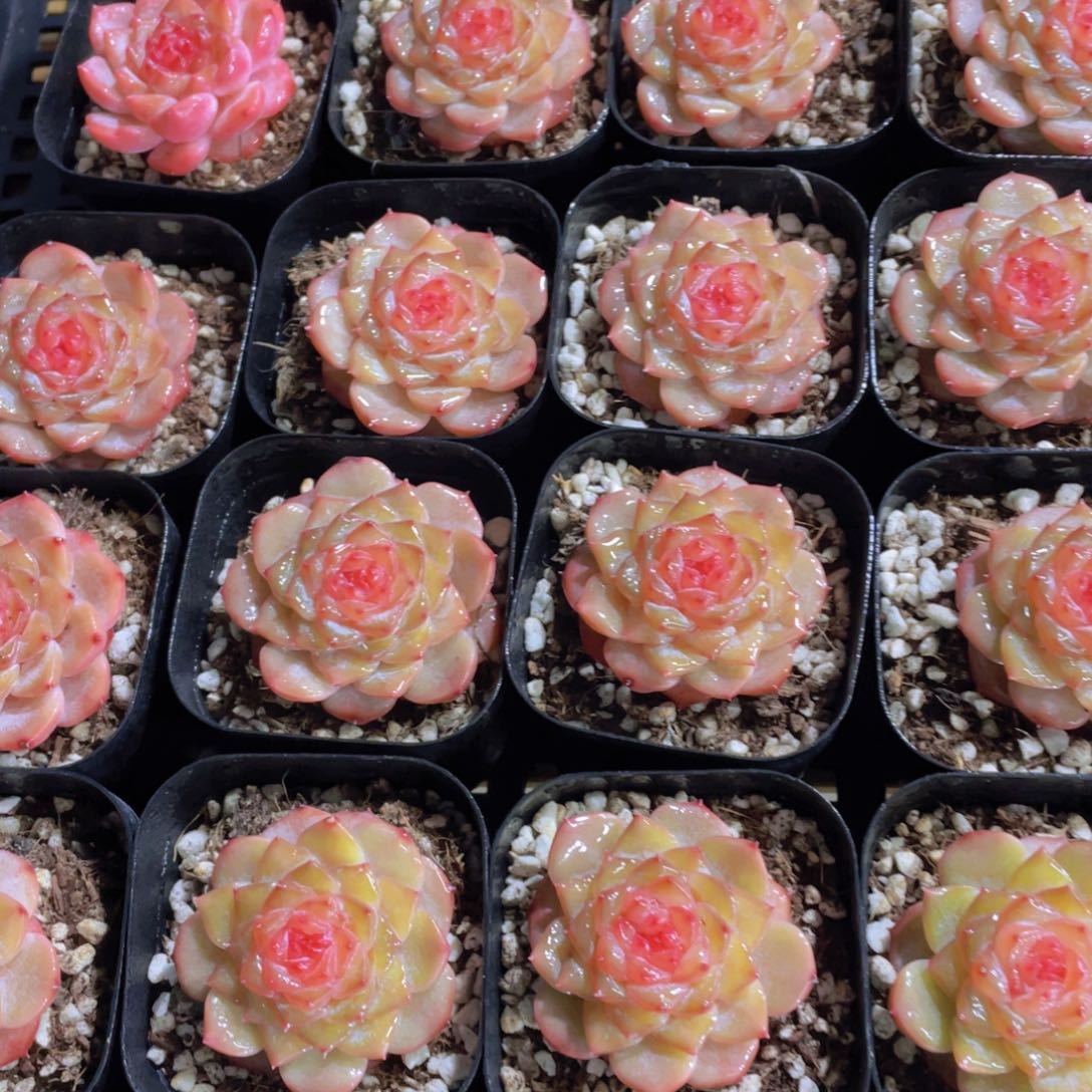 量拍21号 糖心红闪闪单头一个