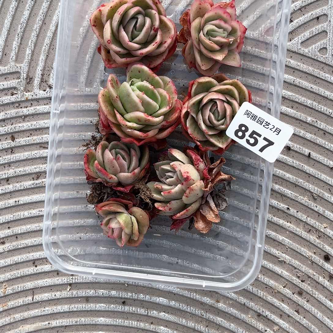 阿雅园艺。   857