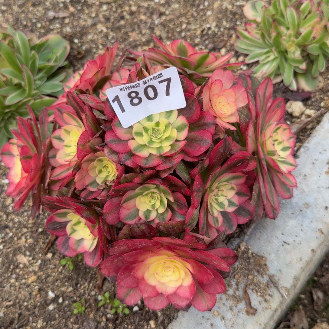 1807荔枝。多肉植物