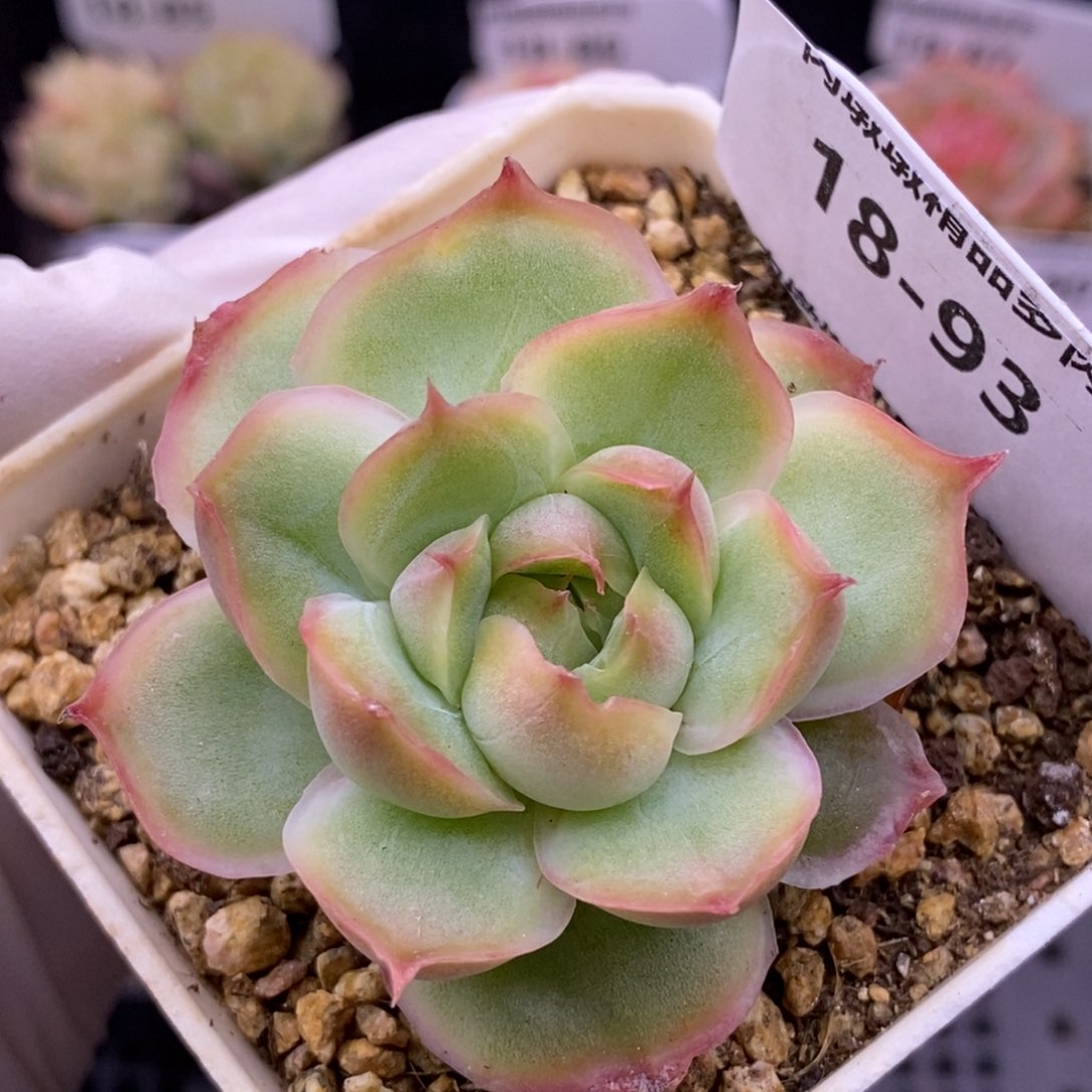 【闪购商品】18-93