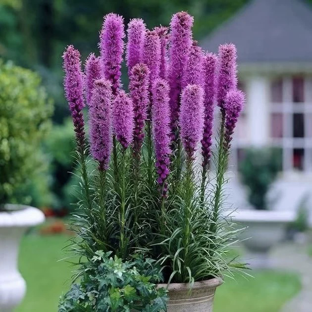 蛇鞭菊 耐寒耐热耐旱庭院多年生草本宿根植物 线性植物花镜植物