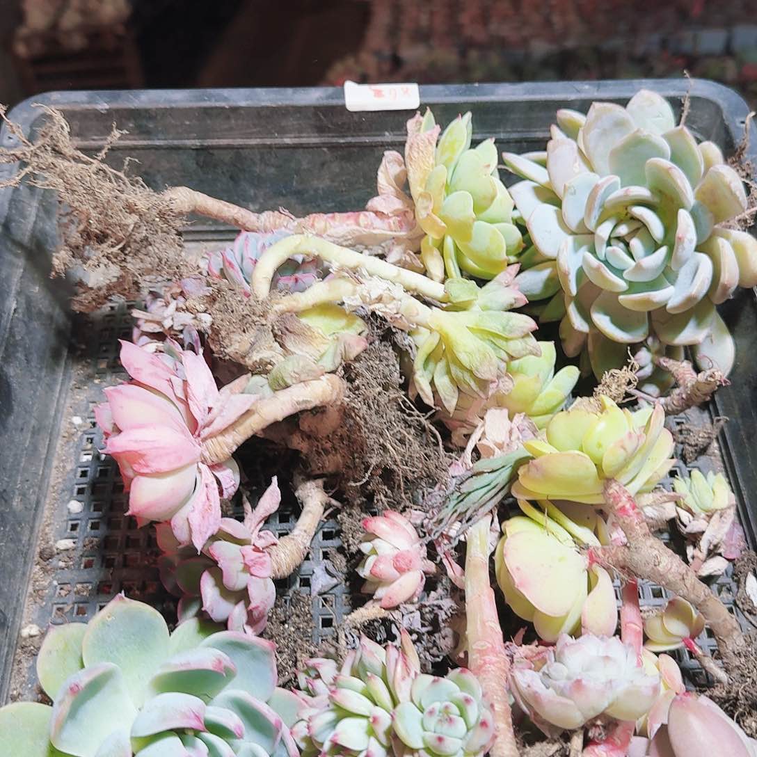 满20包邮零下拍保温箱86号无售后