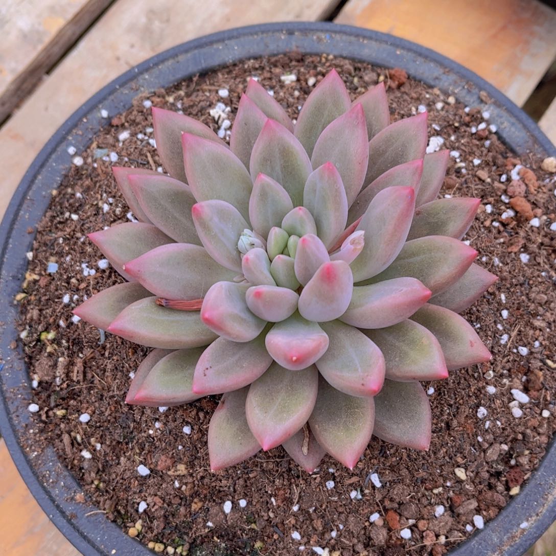 多肉植物的繁殖方式