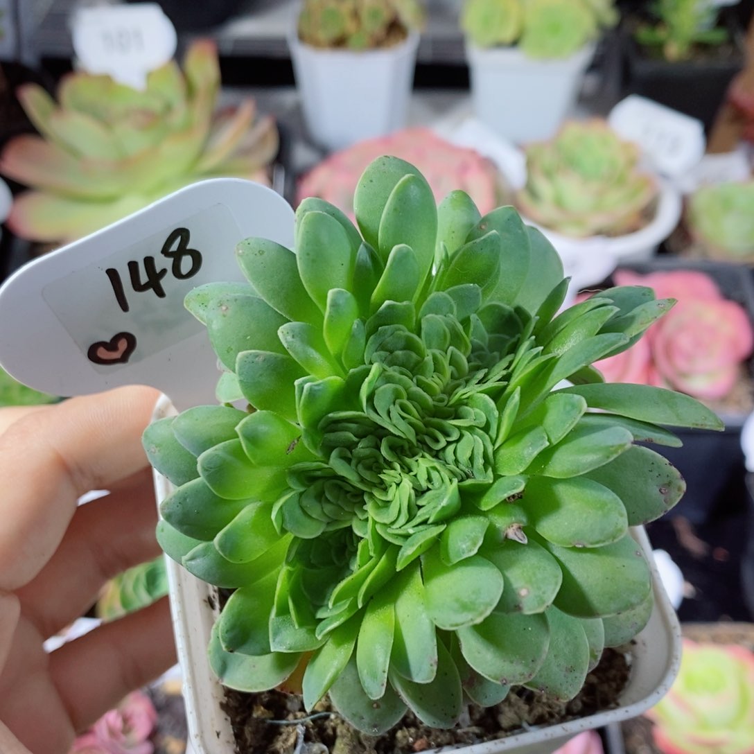 148安吉尔缀化。             
