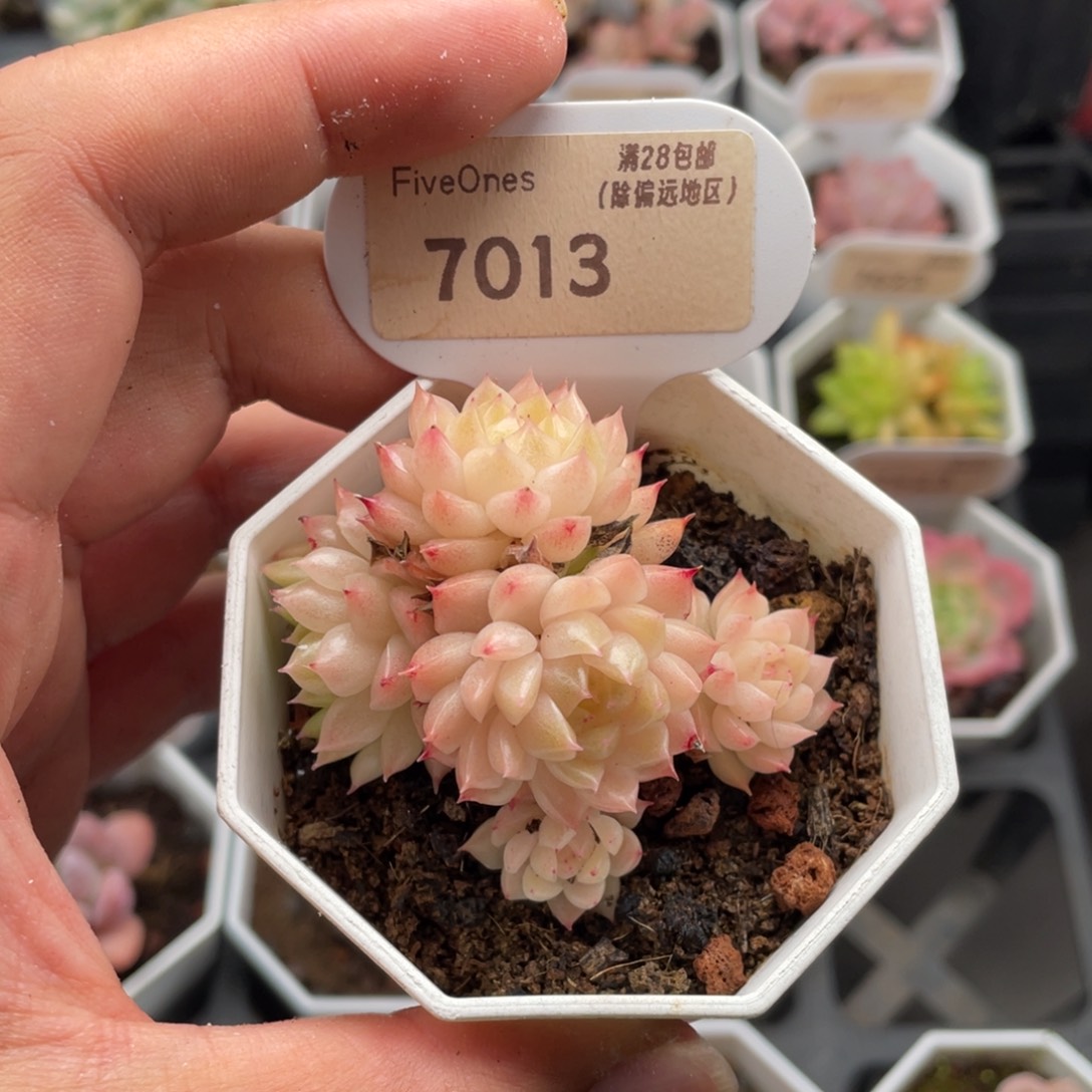 麦秆群7013-6.0厘米