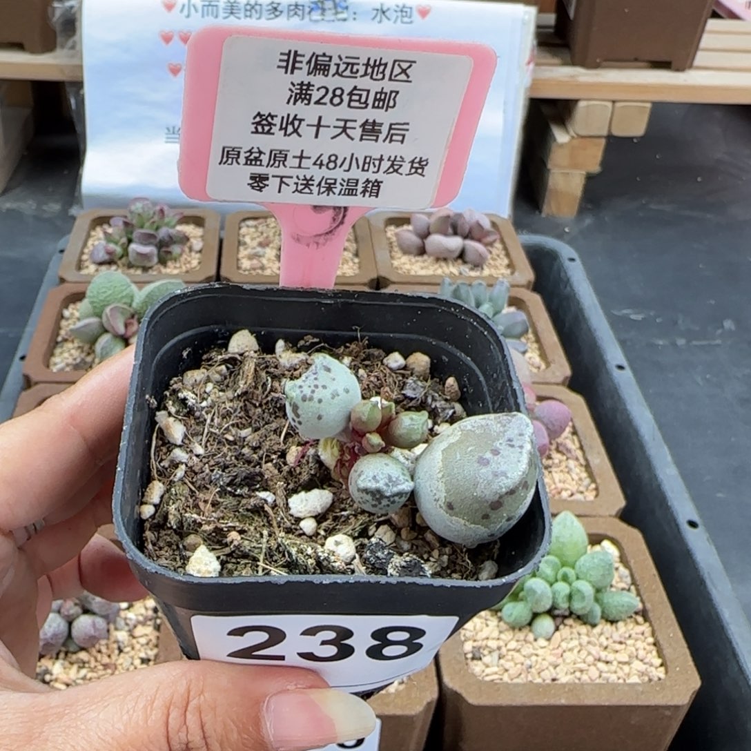 一*238猫耳海豹多肉植物