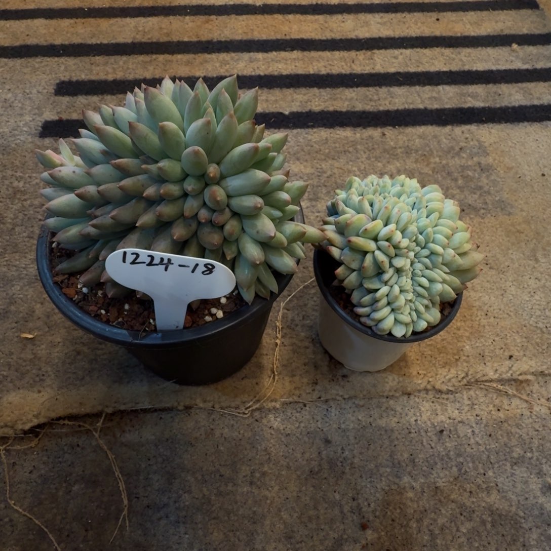 糖***子1224-18所罗门缀化一颗星影缀化小一颗