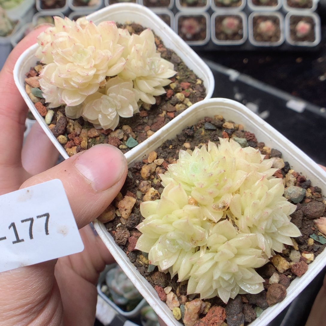 无花朵Q177 yyyyyyyy