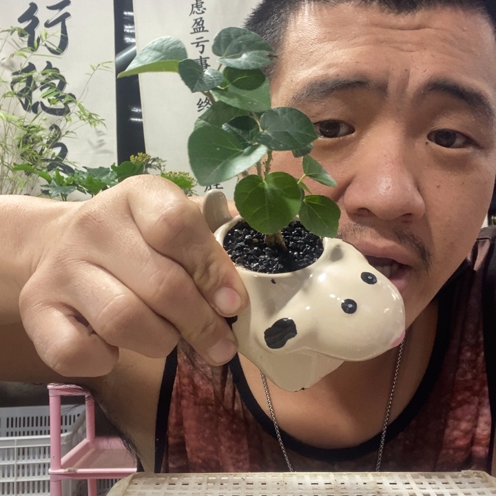 以实际为准盆景盆栽绿植108