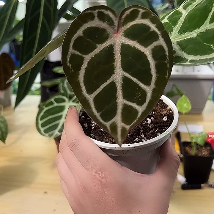 无花朵铜锣烧杂红水晶