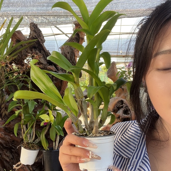 当前无花朵，栽培后可花朵1号秋石斛