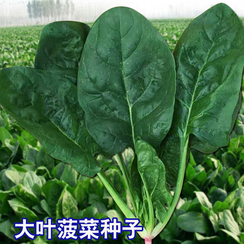速生大叶菠菜种子耐热耐寒可越冬四季种植蔬菜种子蔬菜种子种苗