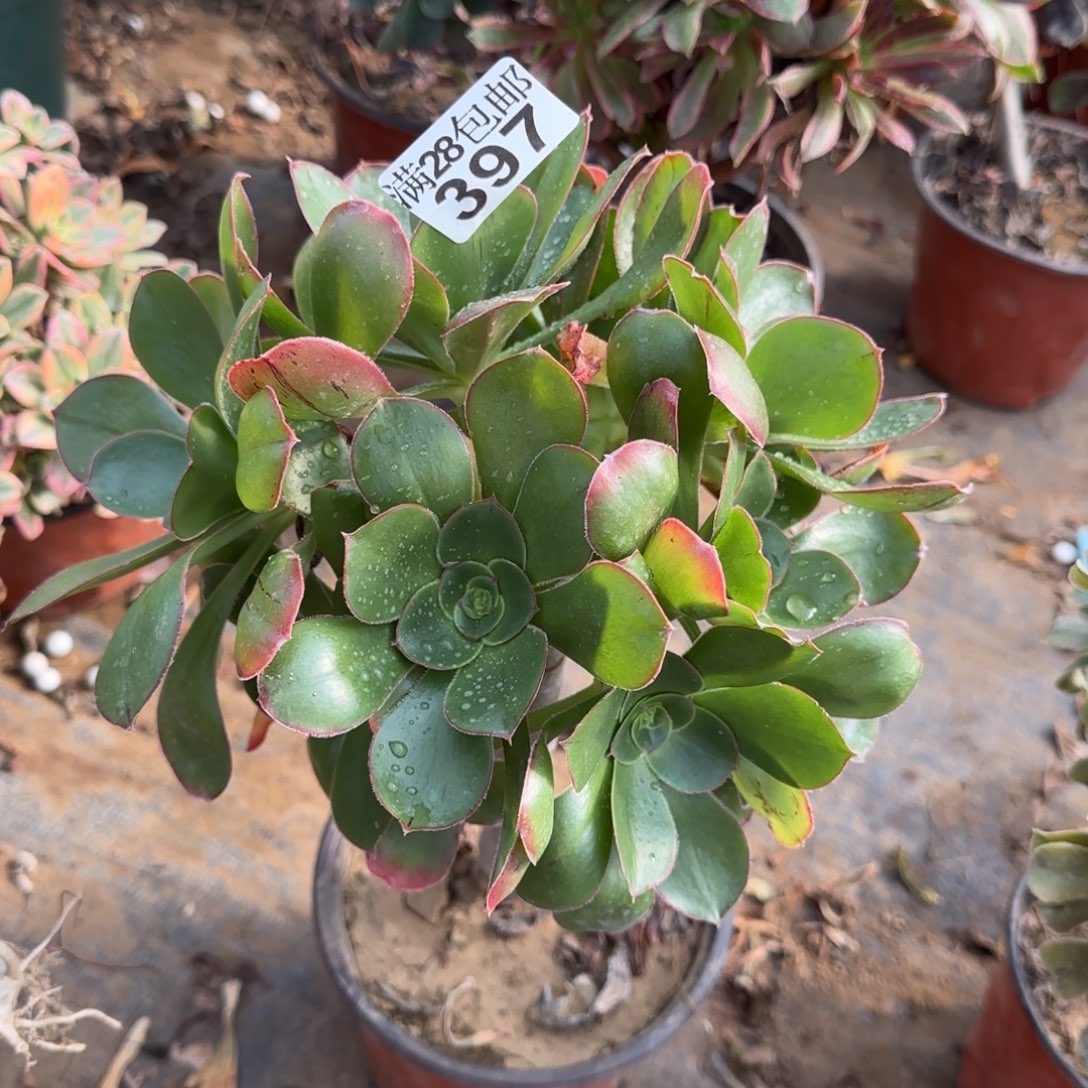 艳姿多肉397满28包邮断枝不包