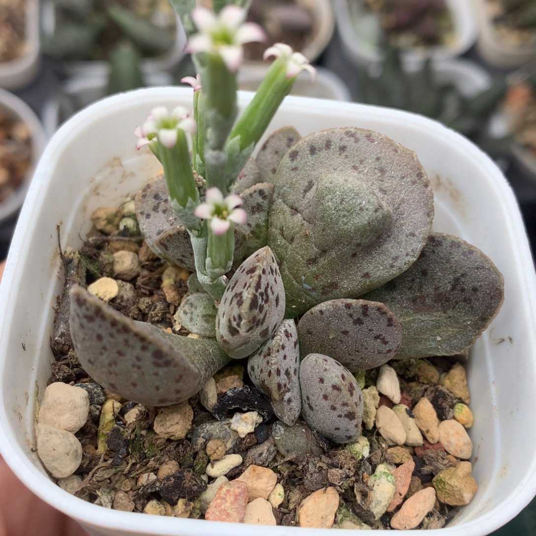 蝴蝶马丁 成株母本