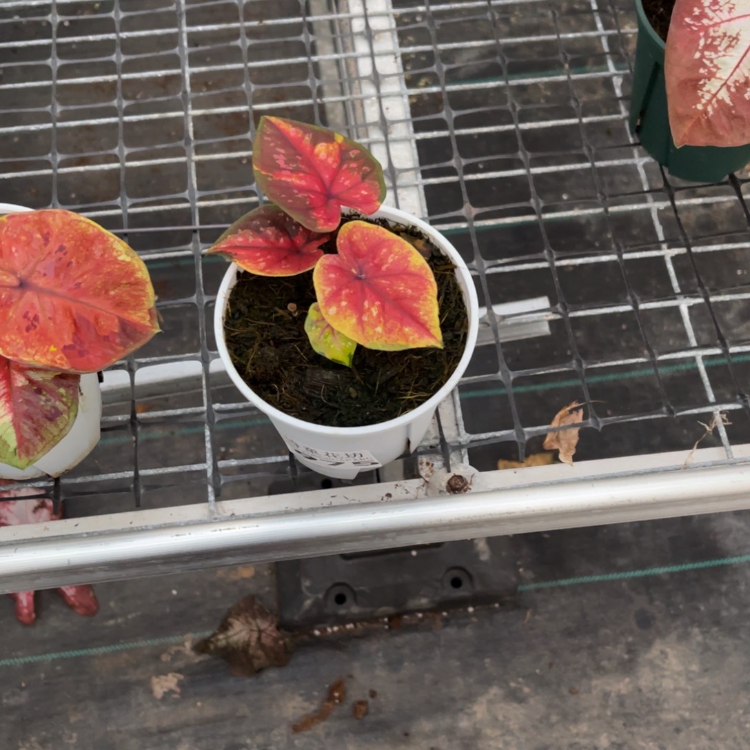 用***3无花朵             975晚安不包售后