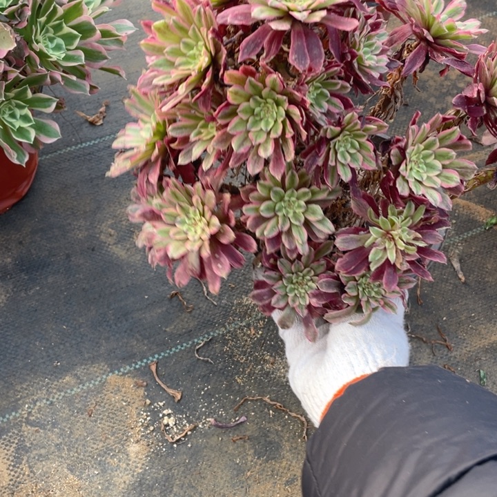 666粉霞法师多肉断枝不售后