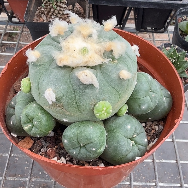 实生超大鱼群13仙人球