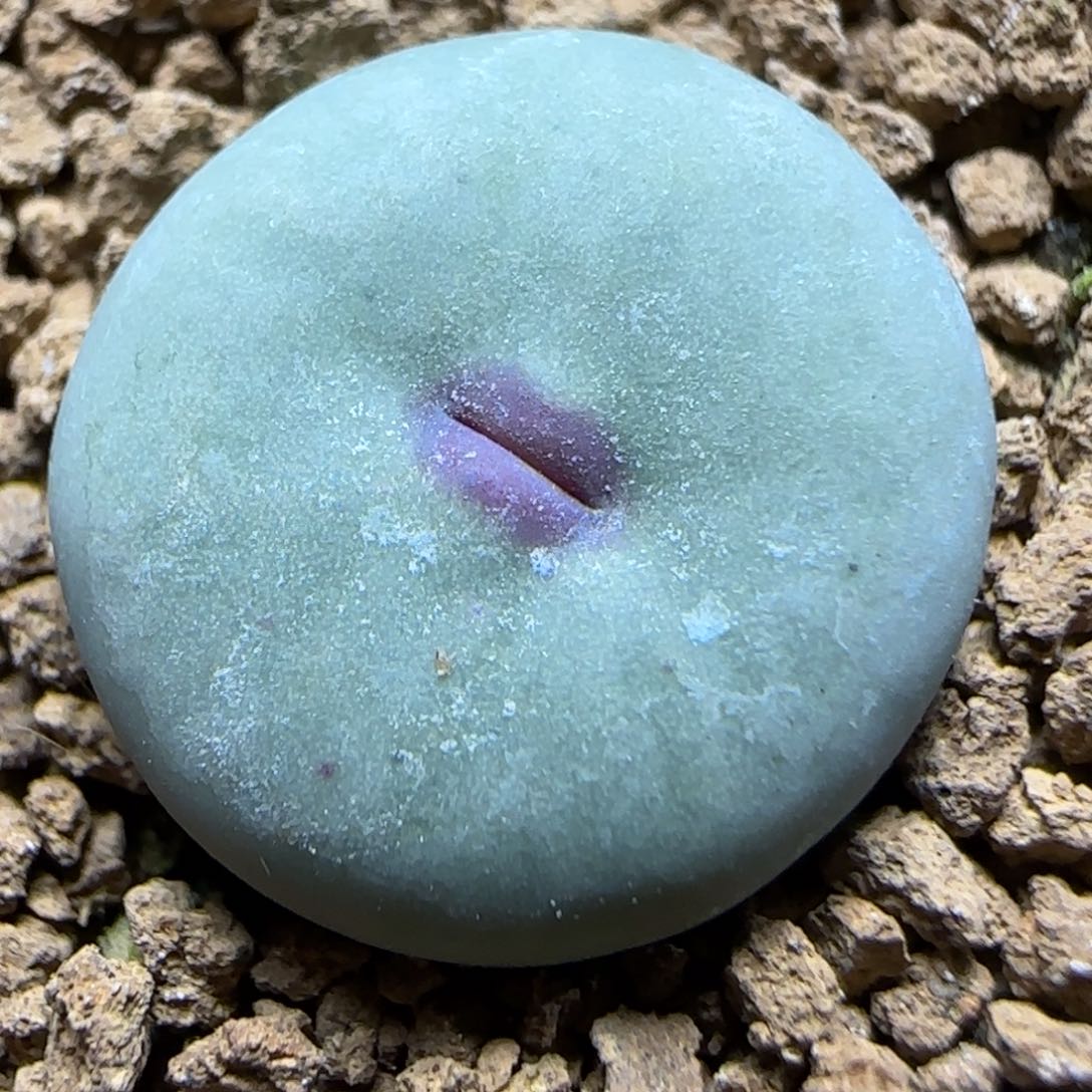 1.26多肉大型嘟嘟嘴85号