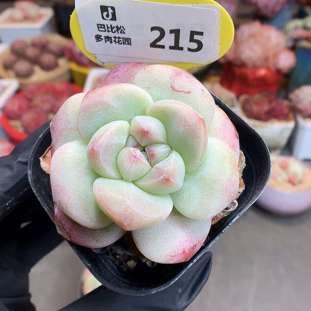 215 冰玉多肉多肉