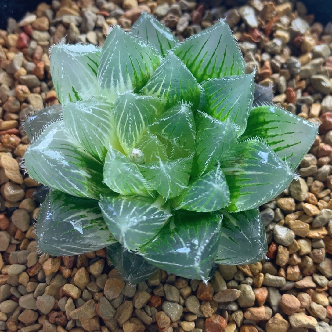 11.十二卷多肉实生毛玉露锦。   