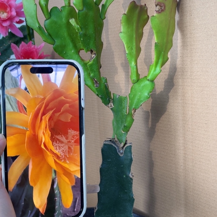 当前无花栽培后可以开花561