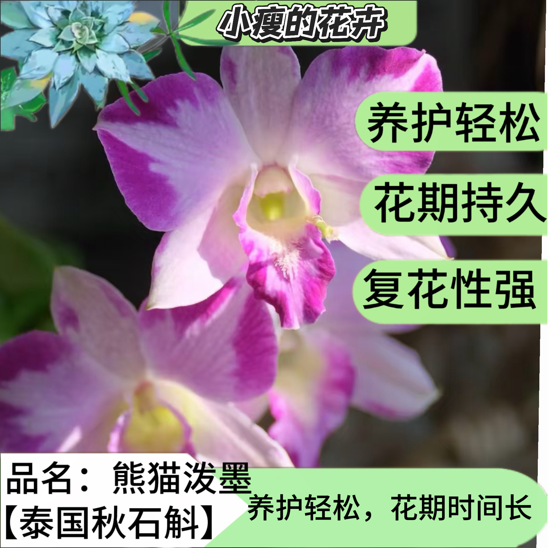 《熊猫泼墨》泰国秋石斛颜色渐变花期长好养盆栽绿植