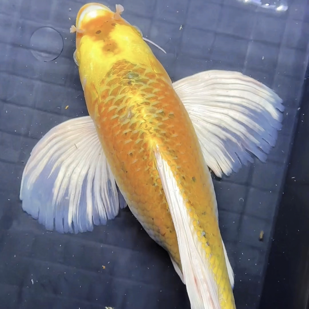 观赏鱼红蝴蝶鲤大鳍大尾冷水鱼好养耐活
