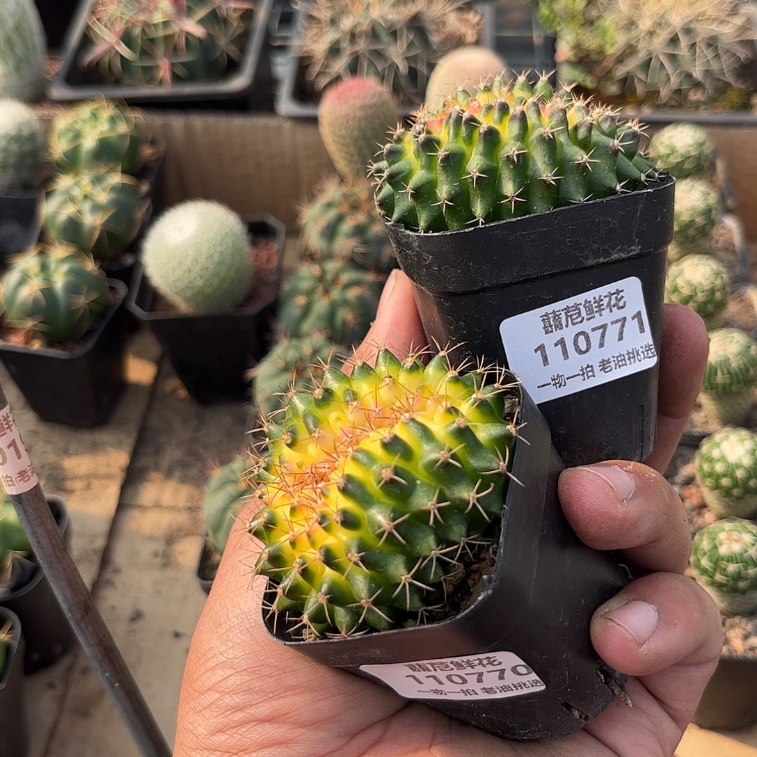 夜***末110770-771一物一拍单头