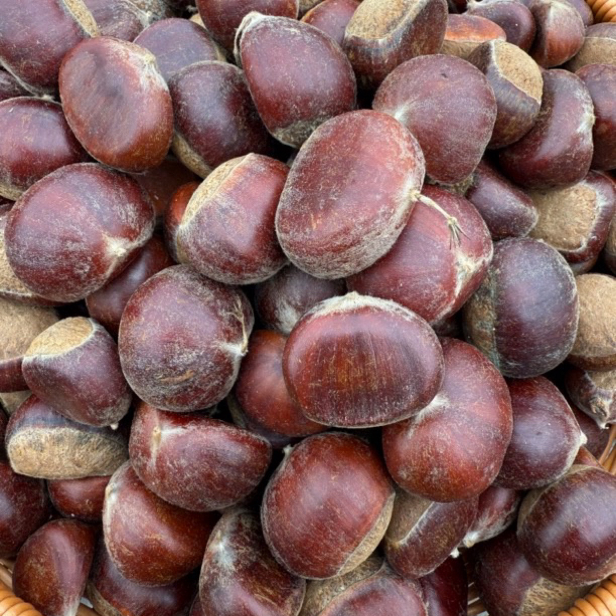 湖南湘西高山农家自种新鲜板栗生板栗