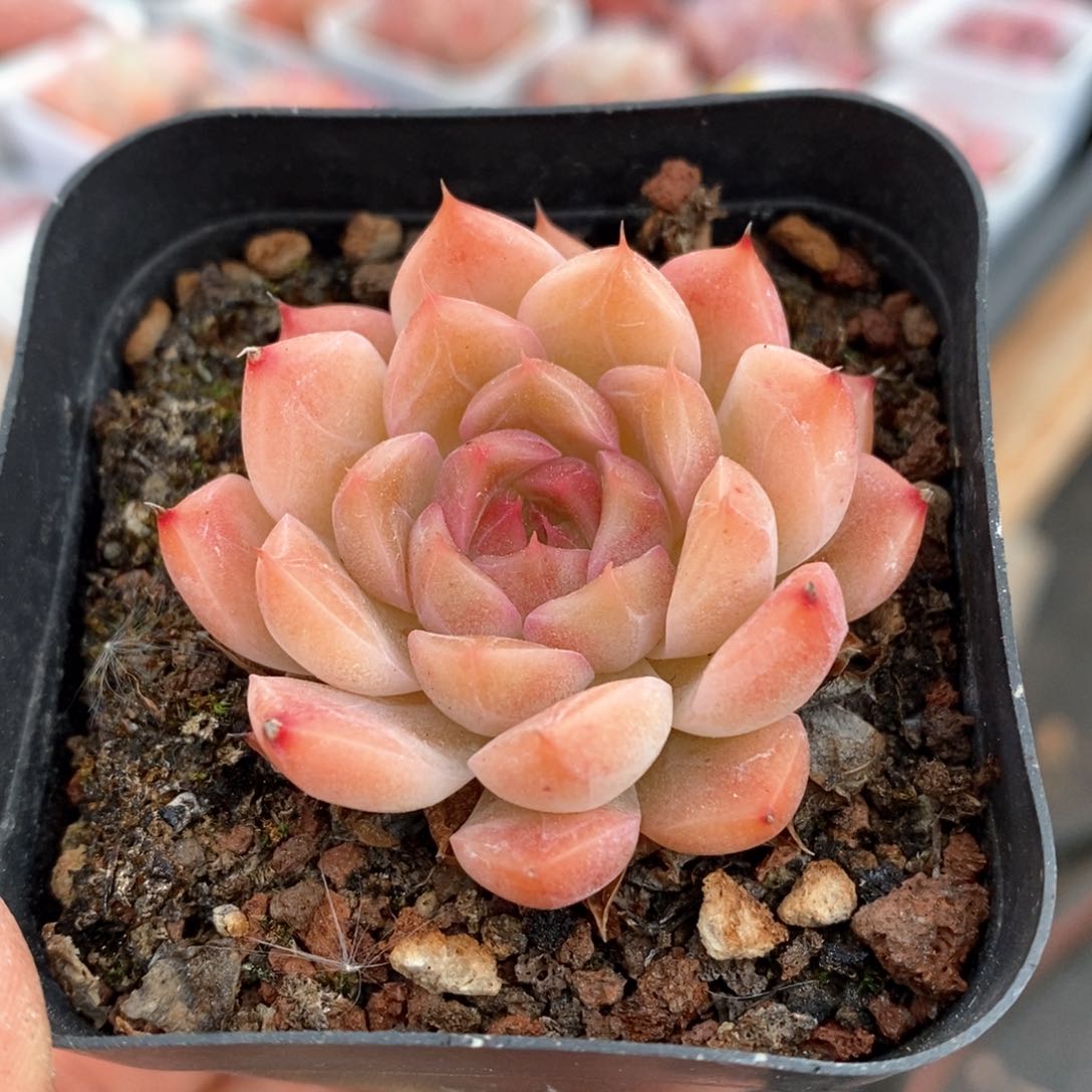 精品多肉一物一拍不包整424